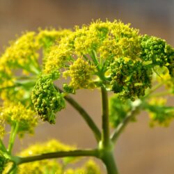 plante fenouille